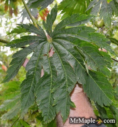 - Acer japonicum 'Meigetsu itaya' Japanese Maple - Mr Maple │ Buy Japanese Maple Trees