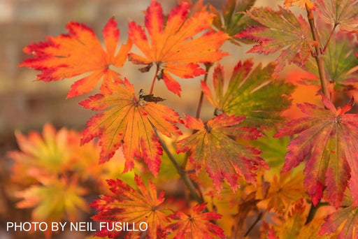 - Acer japonicum 'Meigetsu itaya' Japanese Maple - Mr Maple │ Buy Japanese Maple Trees