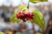- Acer japonicum 'Meigetsu itaya' Japanese Maple - Mr Maple │ Buy Japanese Maple Trees