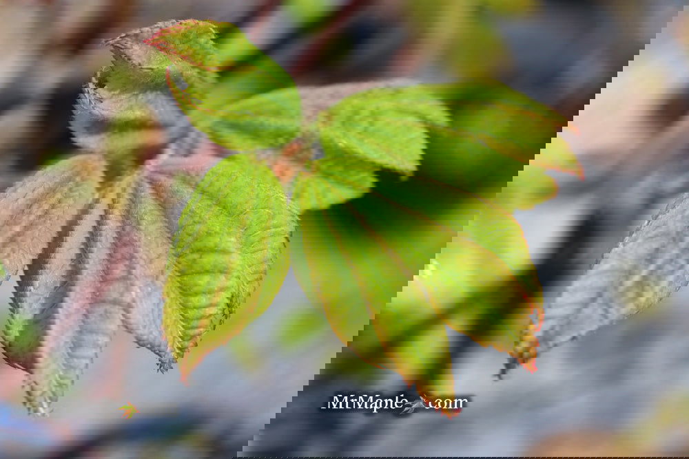 Buy Acer japonicum 'Meigetsu itaya' Japanese Maple — Mr Maple