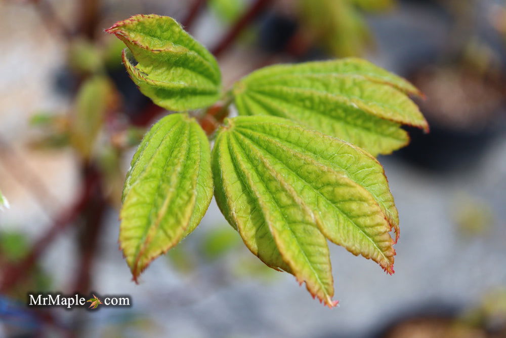 Acer Japonicum Meigetsu Seeds - Japanese Fullmoon Maple Tree Seeds For Gardening