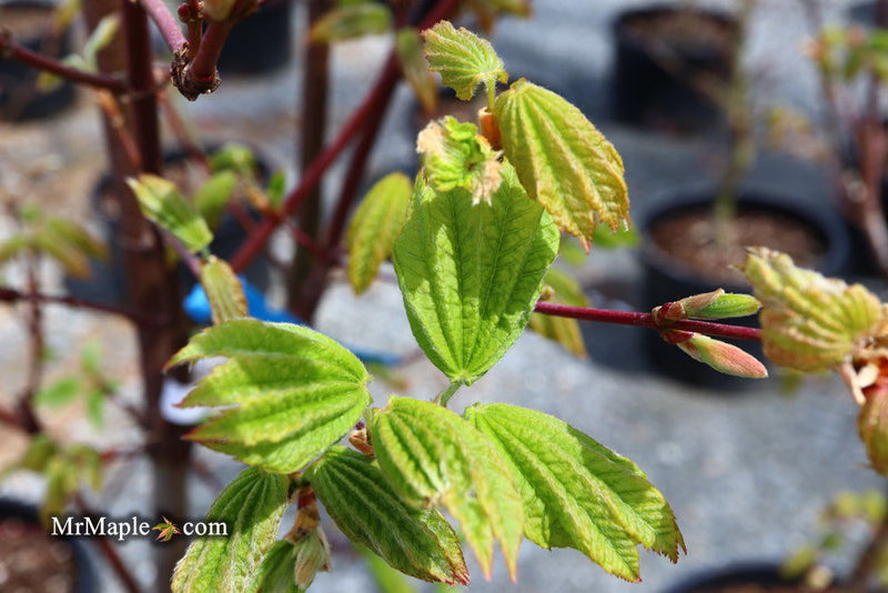 - Acer japonicum 'Meigetsu itaya' Japanese Maple - Mr Maple │ Buy Japanese Maple Trees