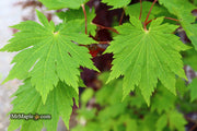 - Acer japonicum 'O isami' Japanese Maple - Mr Maple │ Buy Japanese Maple Trees