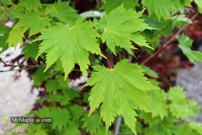 - Acer japonicum 'O isami' Japanese Maple - Mr Maple │ Buy Japanese Maple Trees