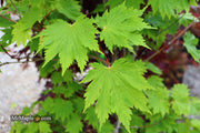- Acer japonicum 'O isami' Japanese Maple - Mr Maple │ Buy Japanese Maple Trees
