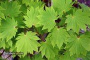 - Acer japonicum 'O isami' Japanese Maple - Mr Maple │ Buy Japanese Maple Trees