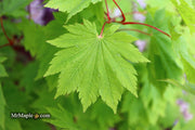 - Acer japonicum 'O isami' Japanese Maple - Mr Maple │ Buy Japanese Maple Trees