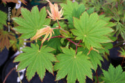 - Acer japonicum 'O isami' Japanese Maple - Mr Maple │ Buy Japanese Maple Trees