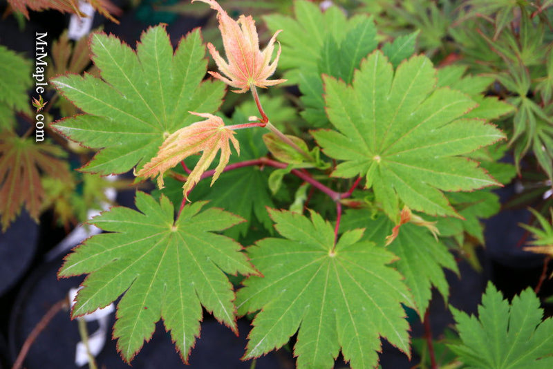 - Acer japonicum 'O isami' Japanese Maple - Mr Maple │ Buy Japanese Maple Trees