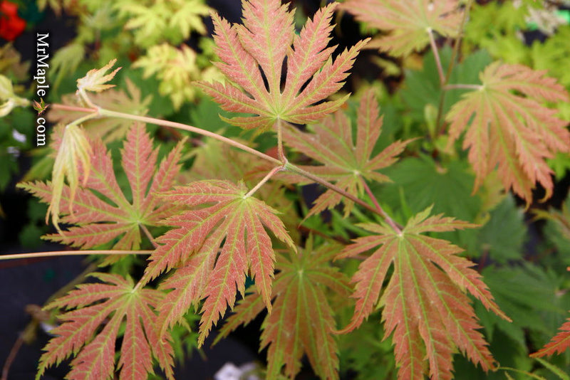 - Acer japonicum 'O isami' Japanese Maple - Mr Maple │ Buy Japanese Maple Trees