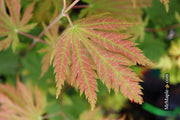 - Acer japonicum 'O isami' Japanese Maple - Mr Maple │ Buy Japanese Maple Trees