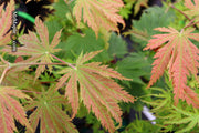 - Acer japonicum 'O isami' Japanese Maple - Mr Maple │ Buy Japanese Maple Trees