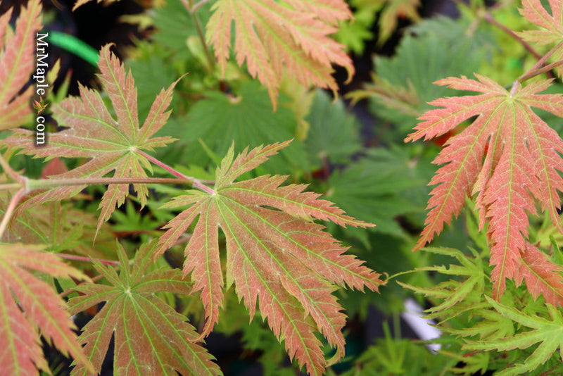 - Acer japonicum 'O isami' Japanese Maple - Mr Maple │ Buy Japanese Maple Trees