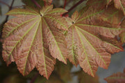 - Acer japonicum 'Orange Fan' Japanese Maple - Mr Maple │ Buy Japanese Maple Trees