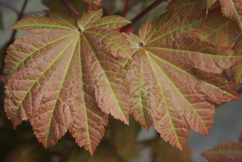 - Acer japonicum 'Orange Fan' Japanese Maple - Mr Maple │ Buy Japanese Maple Trees