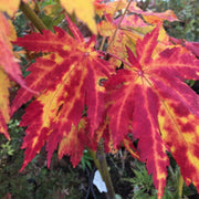- Acer japonicum 'Orange Fan' Japanese Maple - Mr Maple │ Buy Japanese Maple Trees