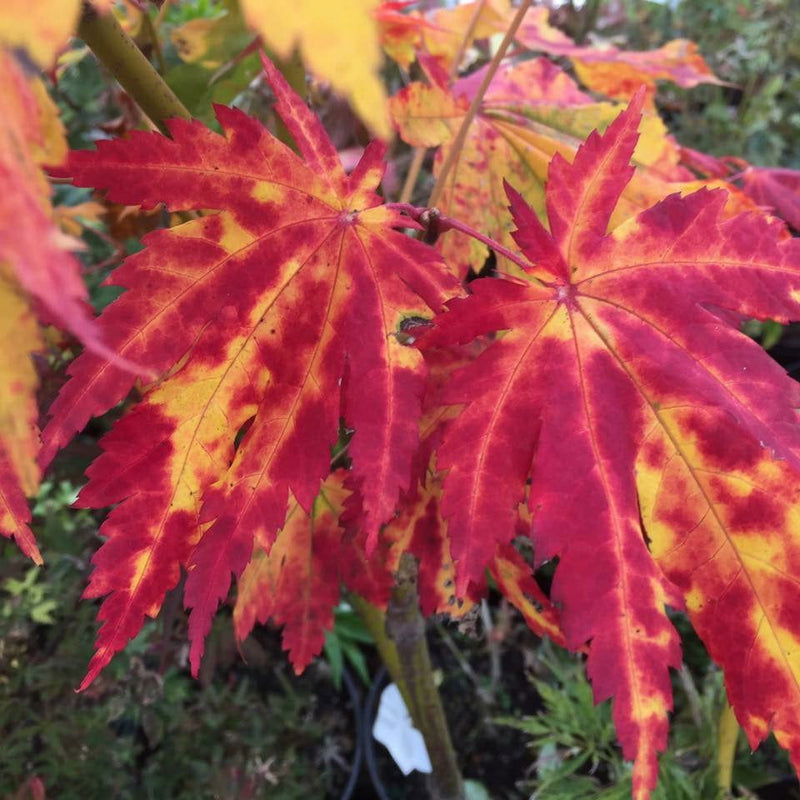 - Acer japonicum 'Orange Fan' Japanese Maple - Mr Maple │ Buy Japanese Maple Trees