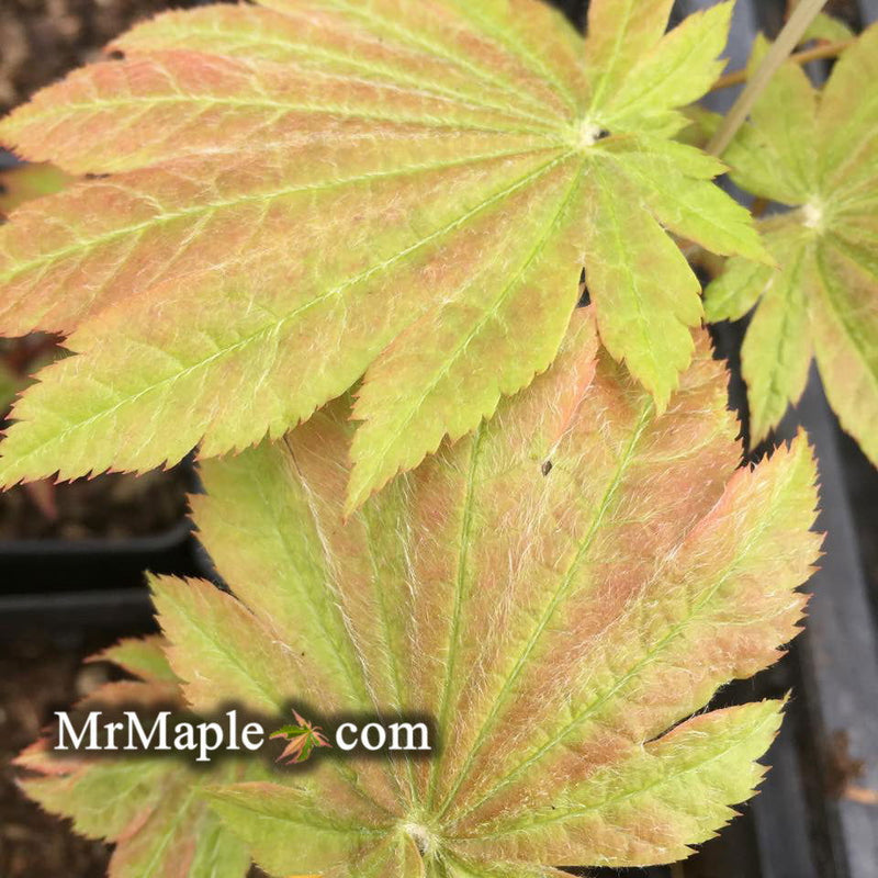 - Acer japonicum 'Orange Fan' Japanese Maple - Mr Maple │ Buy Japanese Maple Trees