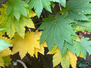 - Acer japonicum 'Orange Fan' Japanese Maple - Mr Maple │ Buy Japanese Maple Trees