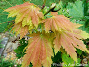 - Acer japonicum 'Orange Fan' Japanese Maple - Mr Maple │ Buy Japanese Maple Trees