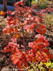 - Acer japonicum 'Orange Fan' Japanese Maple - Mr Maple │ Buy Japanese Maple Trees