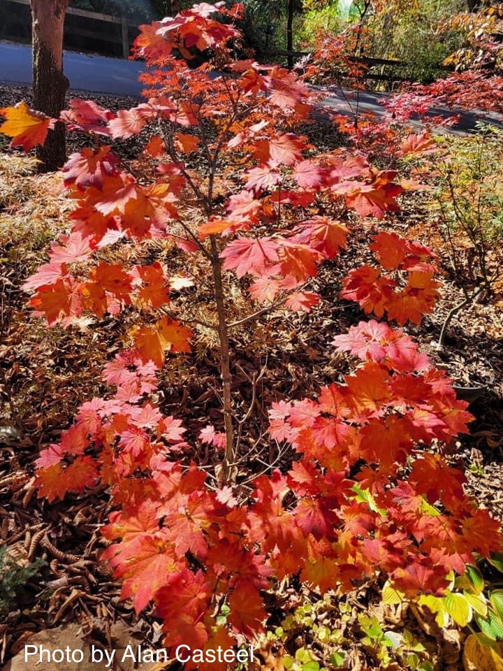 - Acer japonicum 'Orange Fan' Japanese Maple - Mr Maple │ Buy Japanese Maple Trees