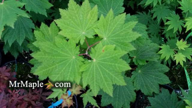 - Acer japonicum 'Orange Fan' Japanese Maple - Mr Maple │ Buy Japanese Maple Trees