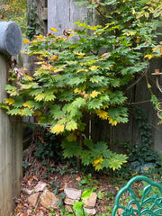 - Acer japonicum 'Orange Fan' Japanese Maple - Mr Maple │ Buy Japanese Maple Trees