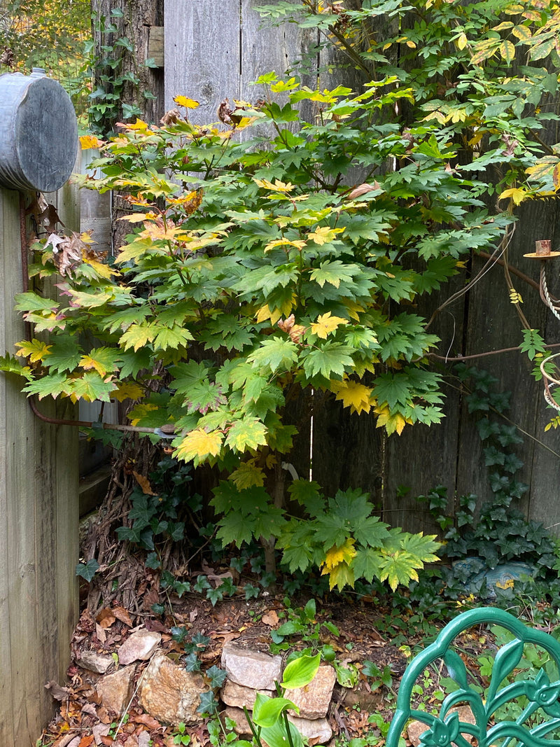 - Acer japonicum 'Orange Fan' Japanese Maple - Mr Maple │ Buy Japanese Maple Trees