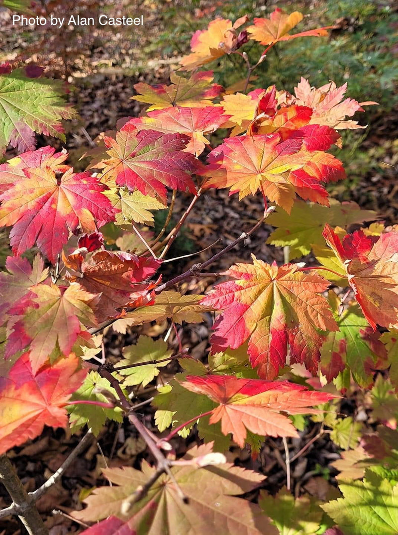 - Acer japonicum 'Orange Fan' Japanese Maple - Mr Maple │ Buy Japanese Maple Trees