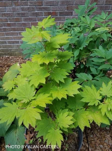 - Acer japonicum 'Orange Fan' Japanese Maple - Mr Maple │ Buy Japanese Maple Trees