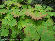 - Acer japonicum 'Orange Fan' Japanese Maple - Mr Maple │ Buy Japanese Maple Trees