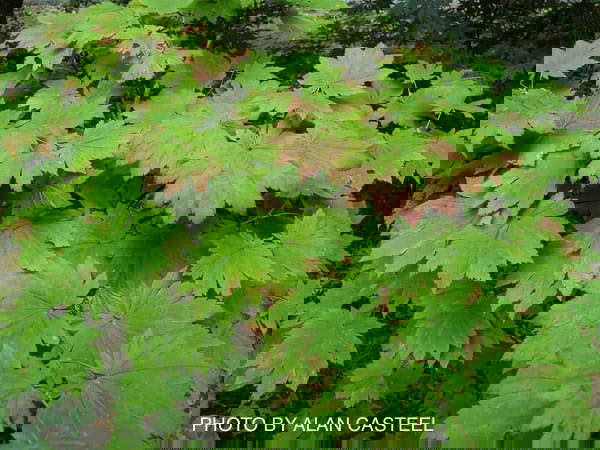 - Acer japonicum 'Orange Fan' Japanese Maple - Mr Maple │ Buy Japanese Maple Trees