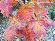 - Acer japonicum 'Orange Fan' Japanese Maple - Mr Maple │ Buy Japanese Maple Trees