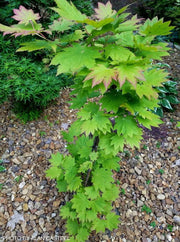 - Acer japonicum 'Orange Fan' Japanese Maple - Mr Maple │ Buy Japanese Maple Trees