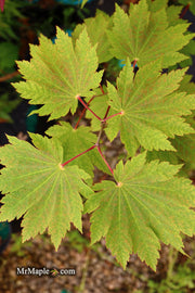 - Acer japonicum 'Orange Fan' Japanese Maple - Mr Maple │ Buy Japanese Maple Trees