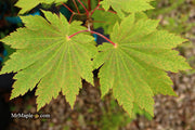 - Acer japonicum 'Orange Fan' Japanese Maple - Mr Maple │ Buy Japanese Maple Trees