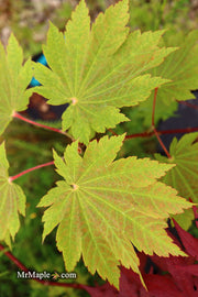 - Acer japonicum 'Orange Fan' Japanese Maple - Mr Maple │ Buy Japanese Maple Trees