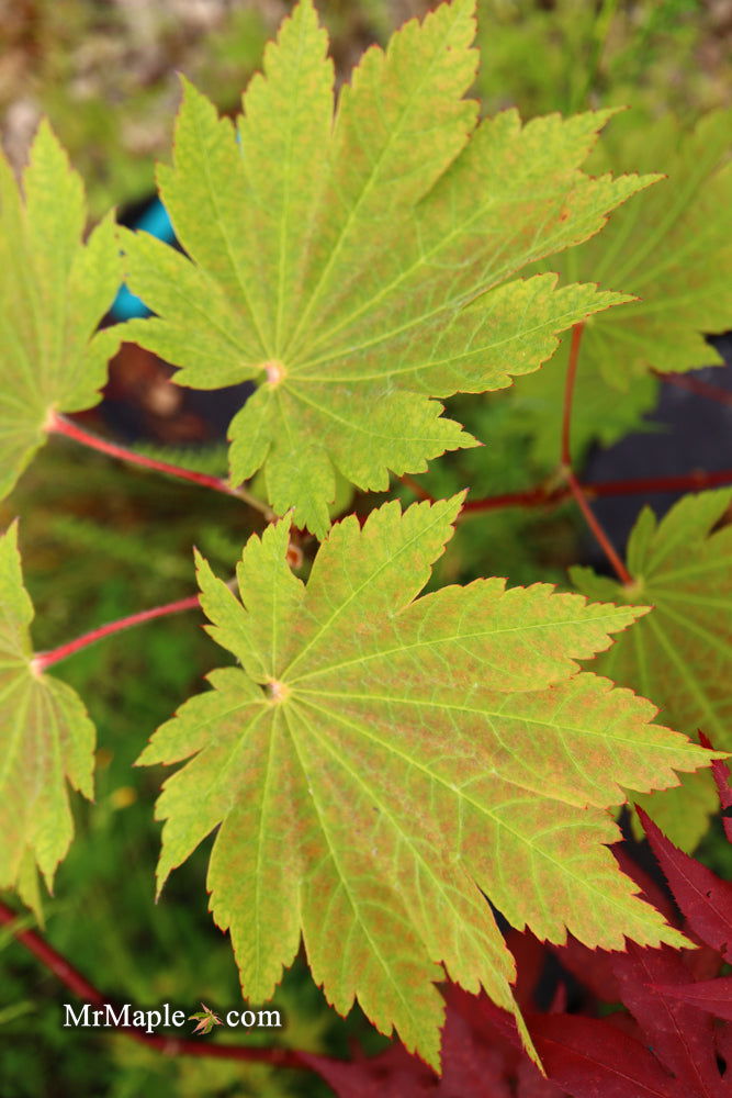 - Acer japonicum 'Orange Fan' Japanese Maple - Mr Maple │ Buy Japanese Maple Trees