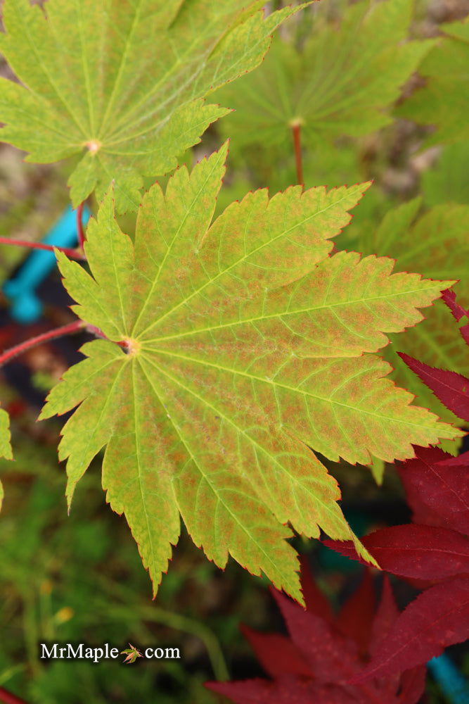 - Acer japonicum 'Orange Fan' Japanese Maple - Mr Maple │ Buy Japanese Maple Trees