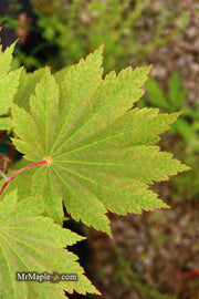 - Acer japonicum 'Orange Fan' Japanese Maple - Mr Maple │ Buy Japanese Maple Trees