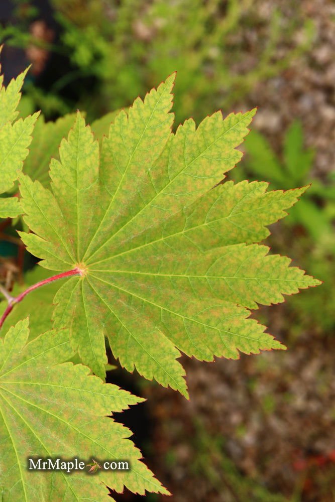 - Acer japonicum 'Orange Fan' Japanese Maple - Mr Maple │ Buy Japanese Maple Trees