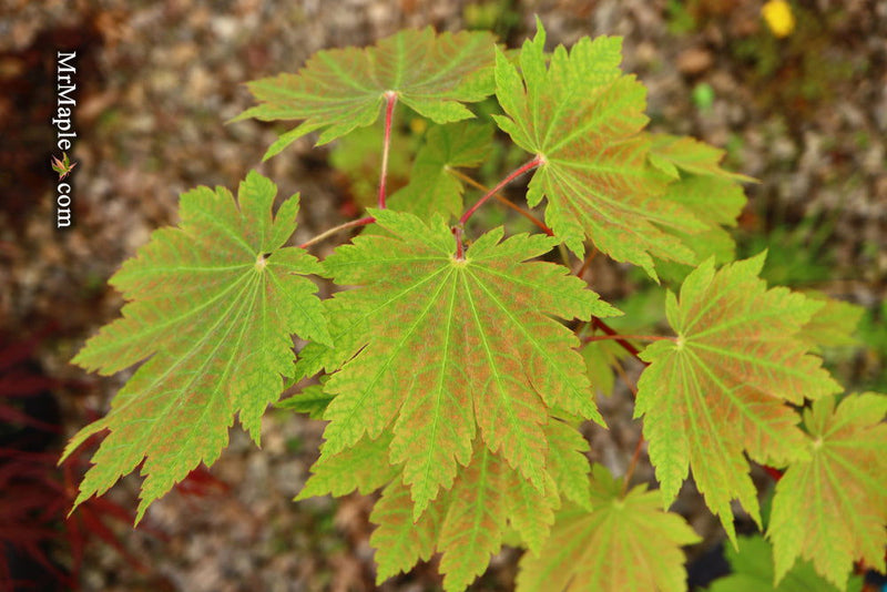 - Acer japonicum 'Orange Fan' Japanese Maple - Mr Maple │ Buy Japanese Maple Trees