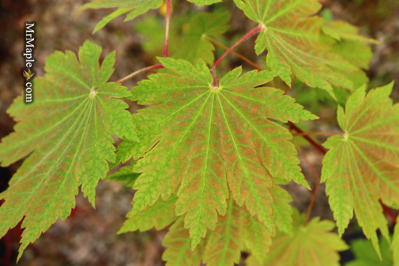 - Acer japonicum 'Orange Fan' Japanese Maple - Mr Maple │ Buy Japanese Maple Trees