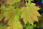 - Acer japonicum 'Orange Fan' Japanese Maple - Mr Maple │ Buy Japanese Maple Trees