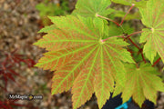 - Acer japonicum 'Orange Fan' Japanese Maple - Mr Maple │ Buy Japanese Maple Trees