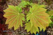 - Acer japonicum 'Orange Fan' Japanese Maple - Mr Maple │ Buy Japanese Maple Trees