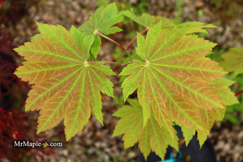 - Acer japonicum 'Orange Fan' Japanese Maple - Mr Maple │ Buy Japanese Maple Trees