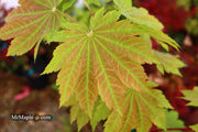 - Acer japonicum 'Orange Fan' Japanese Maple - Mr Maple │ Buy Japanese Maple Trees