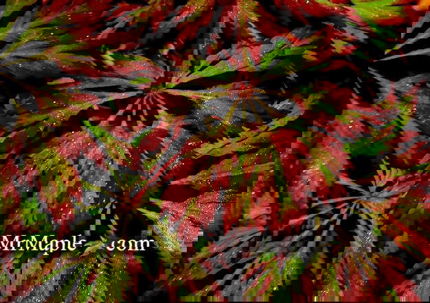 - Acer japonicum 'Oregon Fern' Full Moon Japanese Maple - Mr Maple │ Buy Japanese Maple Trees
